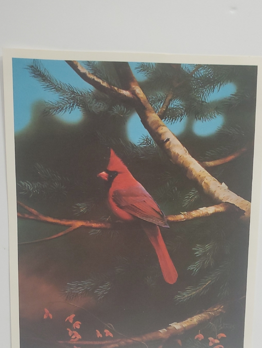 Red Cardinal Bird Wall Art Print - Unknown Brand